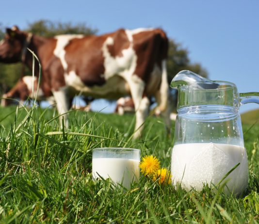 Как получить больше молока от коровы — 8 правил высокого удоя - Животные Как получить больше молока от коровы: 8 правил для большого удоя