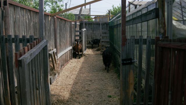 Постройка загона для коз начинается с установки опор.
