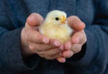 Как ухаживать за цыплятами? Простые советы для начинающих животноводов