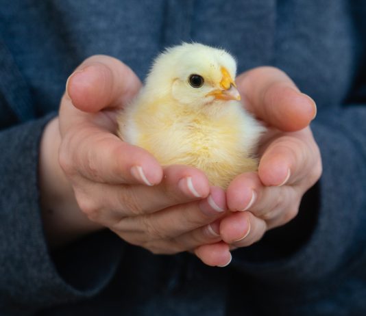 Как ухаживать за цыплятами? Простые советы для начинающих животноводов