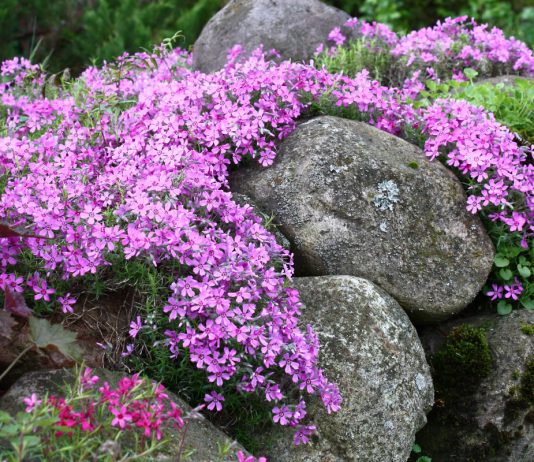 Какие почвопокровники посадить в саду? 12 малоуходных вариантов - Цветы многолетние Какие почвопокровники посадить в саду? 12 малоуходных вариантов