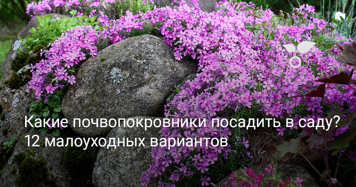 Какие почвопокровники посадить в саду? 12 малоуходных вариантов — Ботаничка