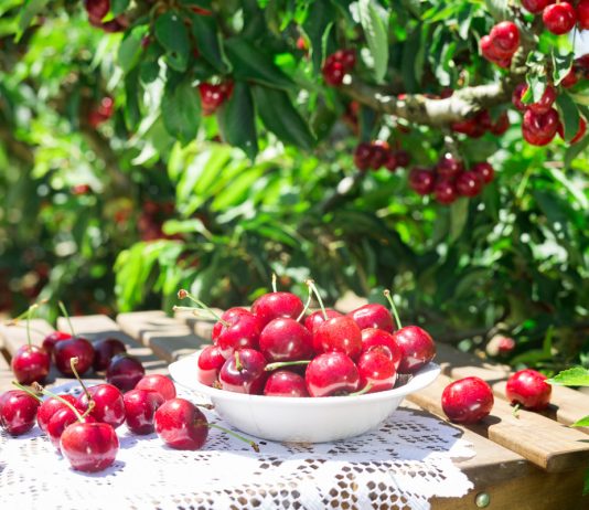 Какой сорт черешни посадить в саду? Выбираем самые вкусные и устойчивые - Ягодник Какой сорт черешни посадить в саду? Выбираем самые вкусные и устойчивые к морозам