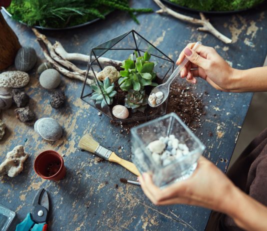 Флорариум своими руками — создаем уникальную экосистему