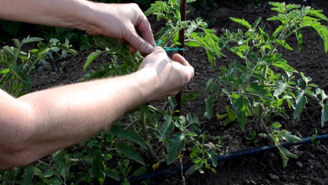 Опора снижает нагрузку на растение и предотвращает контакт с почвой.