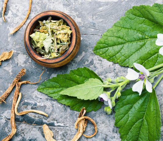 Красота и польза — всё об алтее, многолетнике с лечебными свойствами - Цветы многолетние Красота и польза — все об алтее, многолетнике с лечебными свой