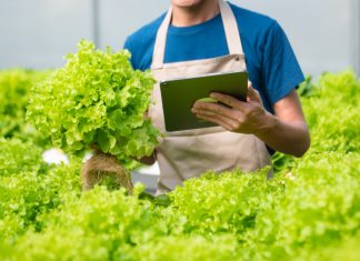 Листовой салат — выбираем сорт по вкусу и пользе