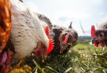 Лучшие мясные породы кур — выбираем идеальный вариант для своего хозяйства