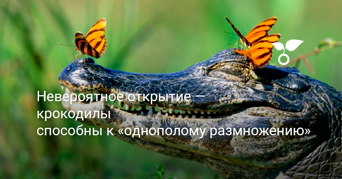 Невероятное открытие — крокодилы способны к «однополому размножению» — Ботаничка