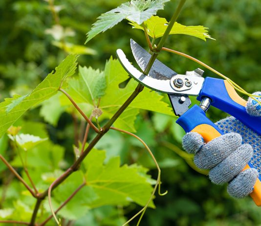 Обрезка винограда летом: что нужно знать для лучшего урожая