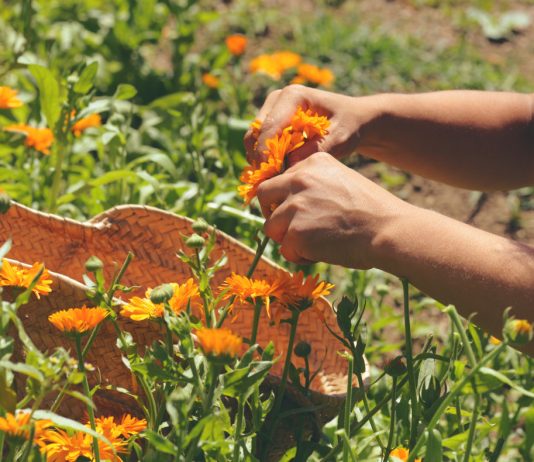 Почему вам точно нужна календула? 10 фактов о лечебном цветке