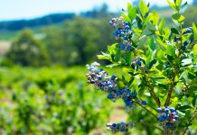 С чем посадить голубику для лучшего урожая и здоровья куста?