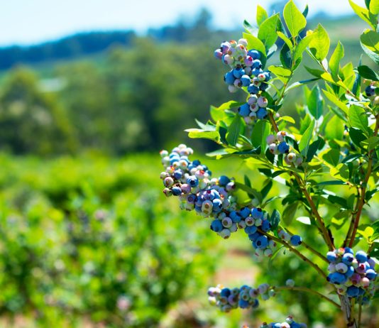 С чем посадить голубику для лучшего урожая и здоровья куста? - Ягодник С чем посадить голубику для лучшего урожая и здоровья куста?