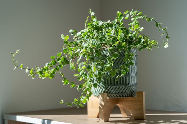 Фикус вьющийся (Ficus pumila) - этот вид фикуса является лианой, которая может покрывать стены, деревья, и другие предметы Фикус вьющийся (Ficus pumila) - этот вид фикуса является лианой, которая может покрывать стены, деревья, и другие предметы