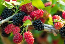 Вкуснейшие ягоды и еще 10 причин посадить шелковицу