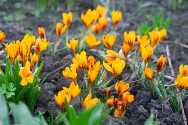 Крокус «Оранж Монарх» ('Orange Monarch') Крокус «Оранж Монарх» ('Orange Monarch')