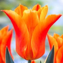 Тюльпан «Баллад Оранж» ('Ballade Orange') Тюльпан «Баллад Оранж» ('Ballade Orange')