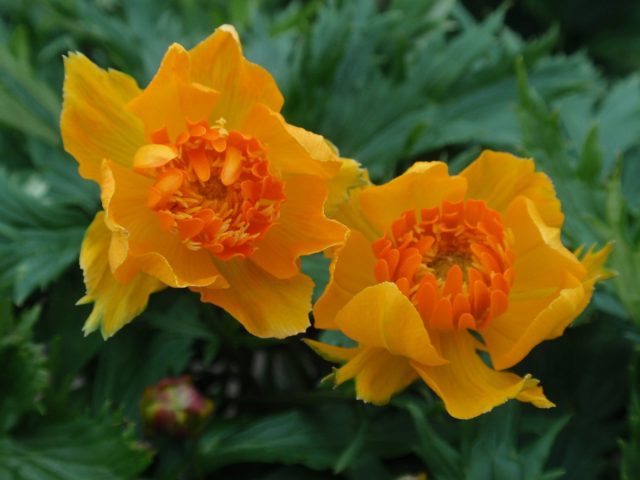 Купальница «Оранж Крест» ('Orange Crest') Купальница «Оранж Крест» ('Orange Crest')