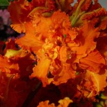 Рододендрон «Спаниш Денсер» ('Spanish Dancer') Рододендрон «Спаниш Денсер» ('Spanish Dancer')