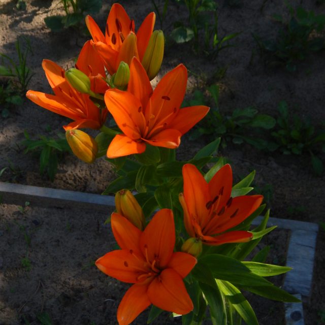 Лилия «Оранж Саммер» ('Orange Summer') Лилия «Оранж Саммер» ('Orange Summer')
