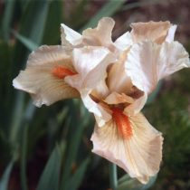 Ирис «Априкот Силк» ('Apricot Silk') Ирис «Априкот Силк» ('Apricot Silk')