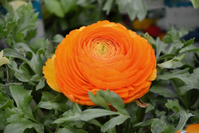 Ранункулюс «Оранж» ('Orange') Ранункулюс «Оранж» ('Orange')