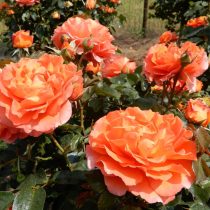 Роза «Оранж Мэйлов» ('Orange Meilove') Роза «Оранж Мэйлов» ('Orange Meilove')