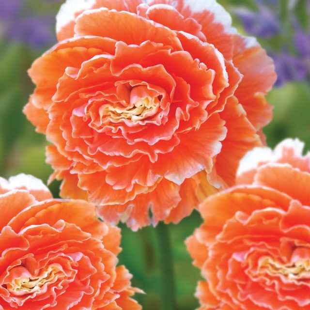 Бегония «Лейс Оранж» ('Lace Orange') Бегония «Лейс Оранж» ('Lace Orange')