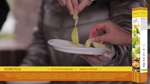 Груша «Новелла» Груша «Новелла»