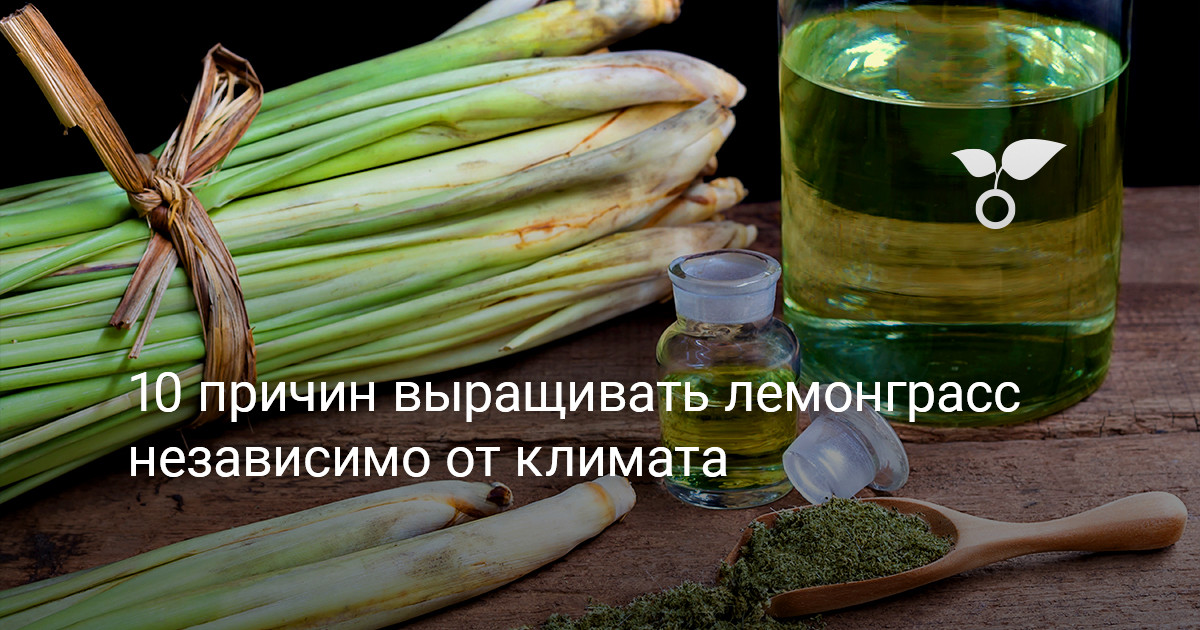 10 причин выращивать лемонграсс независимо от климата — Ботаничка
