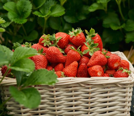 12 сладких сортов клубники — какие выбрать для своего сада?