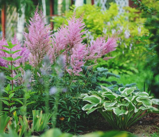 Астильбы с хостами — изящный дуэт для вашего сада - Цветник и ландшафт Астильбы с хостами — изящный дуэт для вашего сада