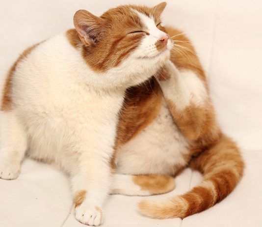 Блохи в доме — как защитить питомца и семью?