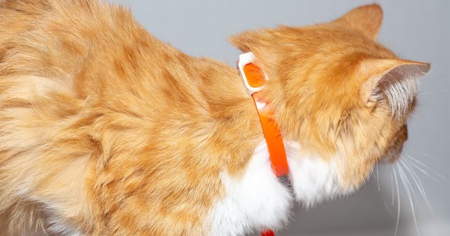 Для владельцев кошек и собак соблюдение правил зоогигиены – это обязательное условие