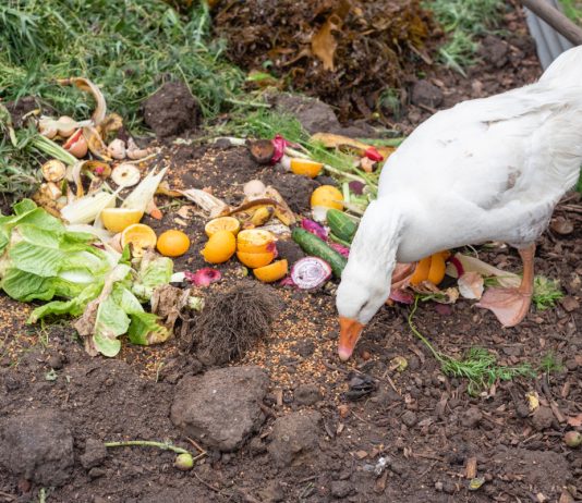 Чем кормить гусей летом? Откорм птицы к осени и праздникам