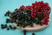 Чемпионы витамина C — какие сорта крыжовника и смородины выбрать