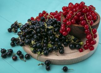 Чемпионы витамина C — какие сорта крыжовника и смородины выбрать