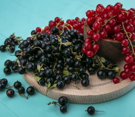 Чемпионы витамина C — какие сорта крыжовника и смородины выбрать