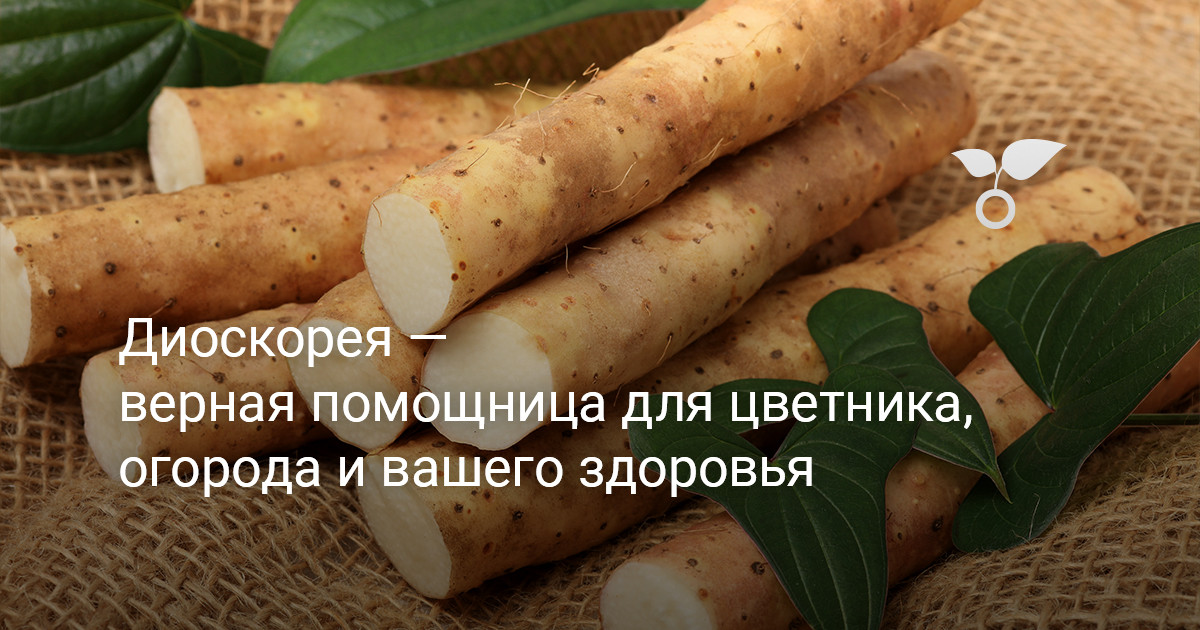 Диоскорея — верная помощница для цветника, огорода и вашего здоровья — Ботаничка