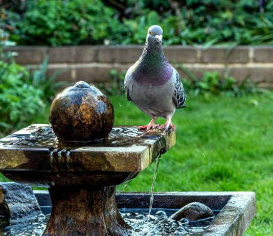 Городской попрошайка: как прогнать голубей из огорода и сада?