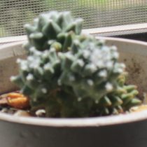 Кактус "Mammillaria polythele". Три года назад кактус начал загибаться в прямом и переносном смысле. Кактус "Mammillaria polythele". Три года назад кактус начал загибаться в прямом и переносном смысле.