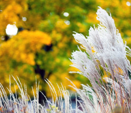 Как украсить сад декоративными злаками — подбираем растения по размеру - Цветник и ландшафт Как украсить сад декоративными злаками — подбираем растения по размеру