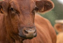 Как защитить домашний скот от насекомых: простые и понятные способы