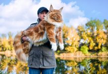 Мейн-куны – все об особенностях породы и уходе за пушистыми гигантами