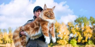 Мейн-куны – все об особенностях породы и уходе за пушистыми гигантами