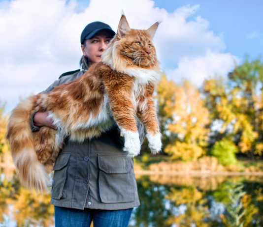 Мейн-куны – всё об особенностях породы и уходе за пушистыми гигантами - Животные Мейн-куны – все об особенностях породы и уходе за пушистыми гигантами