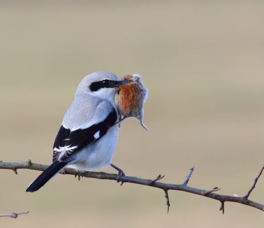 Настоящий фильм ужасов — пугающие вещи, которые происходят в нашем саду - Животные Настоящий фильм ужасов — пугающие вещи, которые происходят в нашем саду