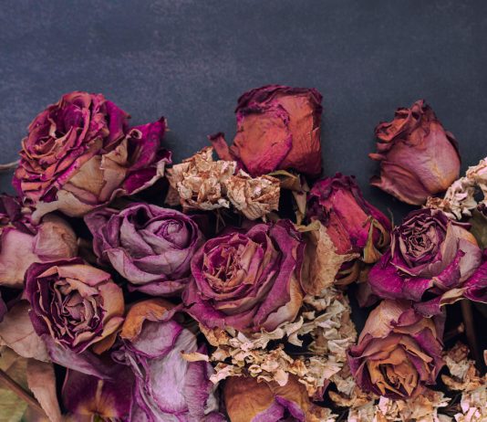 Остановить мгновение, или Как сохранить срезанные цветы навсегда