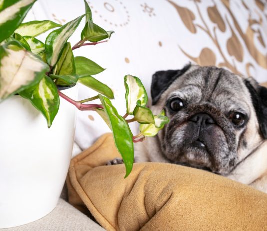 Осторожно, токсично для собак! 27 комнатных растений ядовитых для питомца