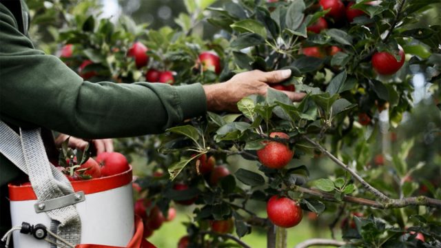 Низкорослая яблоня Низкорослая яблоня